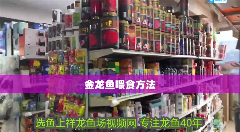 金龍魚喂食方法