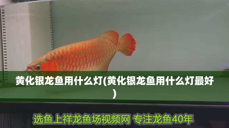 魚缸過濾器選購指南:自制魚缸過濾器魚缸上置過濾器對于養(yǎng)魚愛好者的必備知識 黃化銀龍魚用什么燈(黃化銀龍魚用什么燈最好) 銀龍魚百科 黃化銀龍魚用什么燈(黃化銀龍魚用什么燈最好) 黃化銀龍魚用什么燈(黃化銀龍魚用什么燈最好) 銀龍魚百科