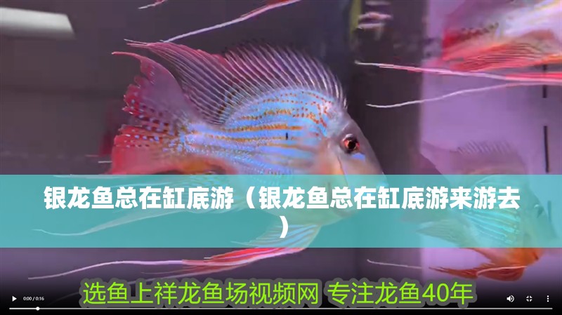 銀龍魚總在缸底游（銀龍魚總在缸底游來游去）