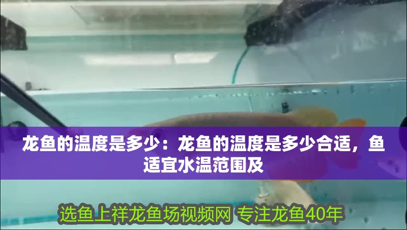 龍魚的溫度是多少：龍魚的溫度是多少合適，魚適宜水溫范圍及
