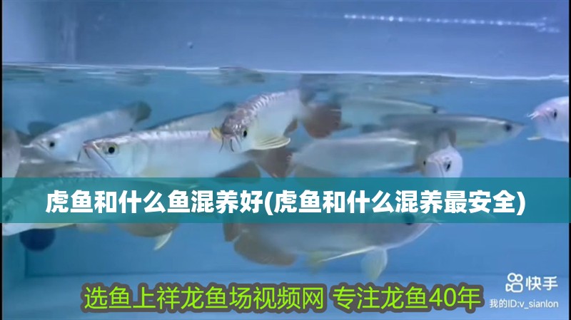虎魚和什么魚混養好(虎魚和什么混養最安全)