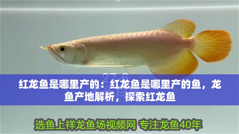 紅龍魚(yú)是哪里產(chǎn)的：紅龍魚(yú)是哪里產(chǎn)的魚(yú)，龍魚(yú)產(chǎn)地解析，探索紅龍魚(yú)