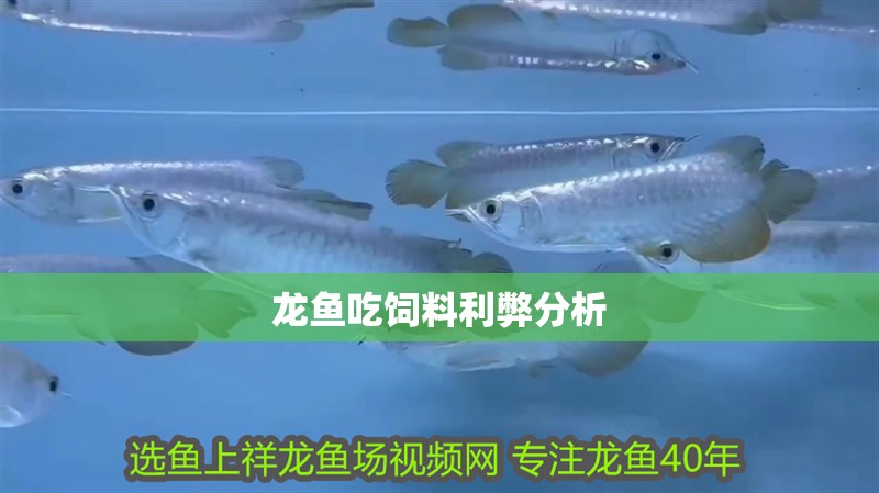 龍魚吃飼料利弊分析