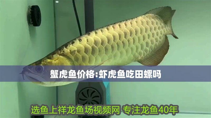 蟹虎魚價格:蝦虎魚吃田螺嗎