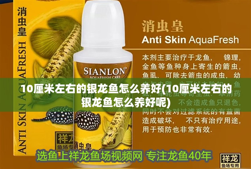 10厘米左右的銀龍魚怎么養(yǎng)好(10厘米左右的銀龍魚怎么養(yǎng)好呢)