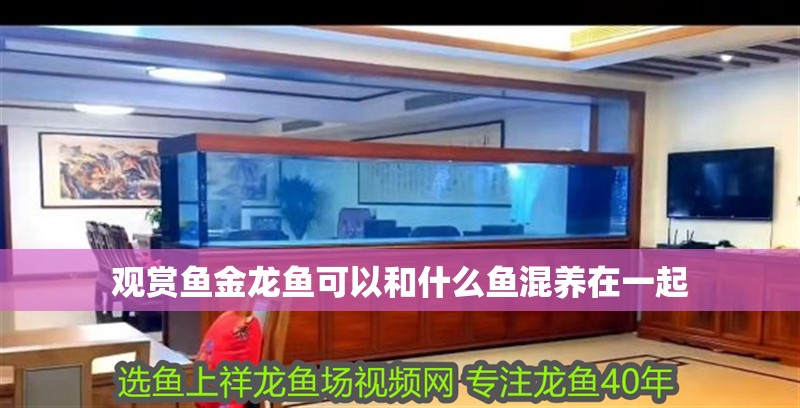 觀賞魚金龍魚可以和什么魚混養在一起 觀賞魚金龍魚可以和什么魚混養在一起 龍魚百科