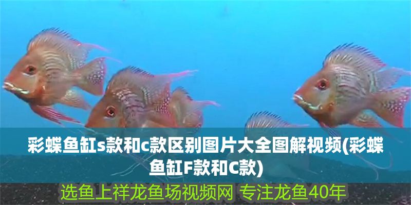 彩蝶魚缸s款和c款區別圖片大全圖解視頻(彩蝶魚缸F款和C款) 彩蝶魚缸s款和c款區別圖片大全圖解視頻(彩蝶魚缸F款和C款) 錦鯉魚百科 第1張