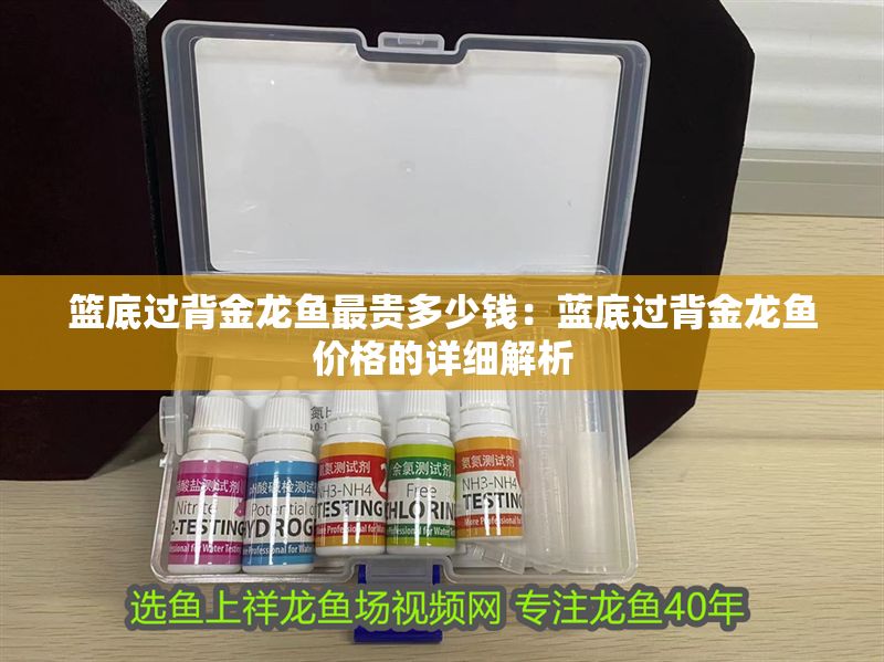 籃底過背金龍魚最貴多少錢：藍(lán)底過背金龍魚價格的詳細(xì)解析 籃底過背金龍魚最貴多少錢：藍(lán)底過背金龍魚價格的詳細(xì)解析 金龍魚百科 第1張