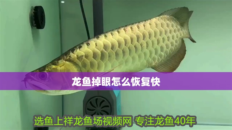 龍魚掉眼怎么恢復快