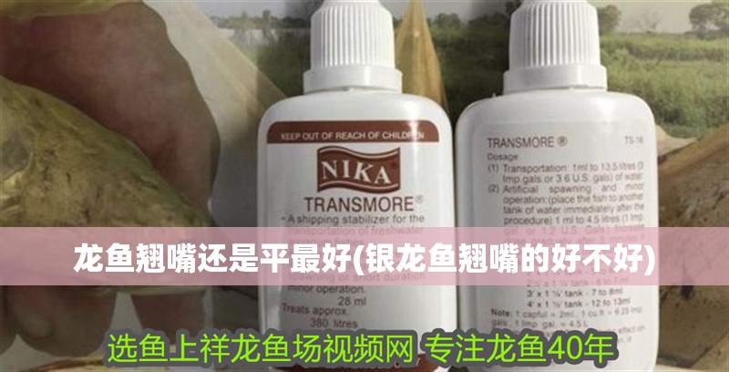 我的虎魚(yú)真菌感染了要怎么處理 龍魚(yú)翹嘴還是平最好(銀龍魚(yú)翹嘴的好不好) 銀龍魚(yú)百科 龍魚(yú)翹嘴還是平最好(銀龍魚(yú)翹嘴的好不好) 龍魚(yú)翹嘴還是平最好(銀龍魚(yú)翹嘴的好不好) 銀龍魚(yú)百科