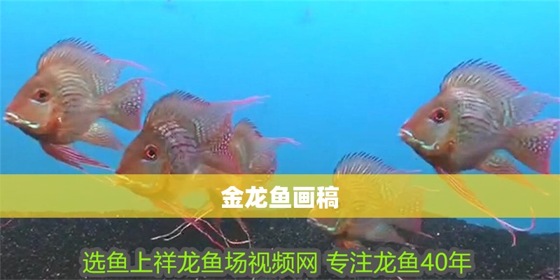 金龍魚畫稿