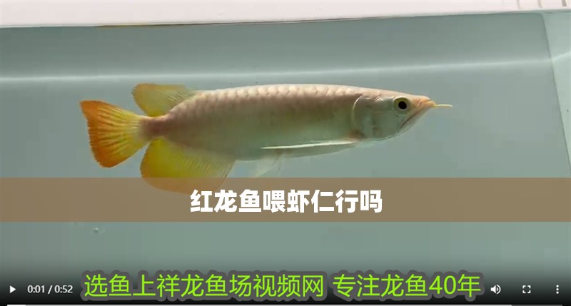 紅龍魚喂蝦仁行嗎 紅龍魚喂蝦仁行嗎 龍魚百科 第2張