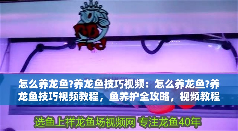 怎么養龍魚?養龍魚技巧視頻：怎么養龍魚?養龍魚技巧視頻教程，魚養護全攻略，視頻教程解析如何