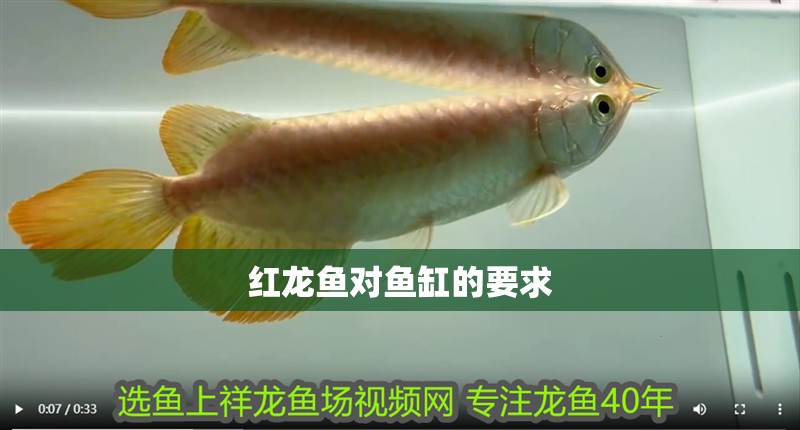紅龍魚對魚缸的要求