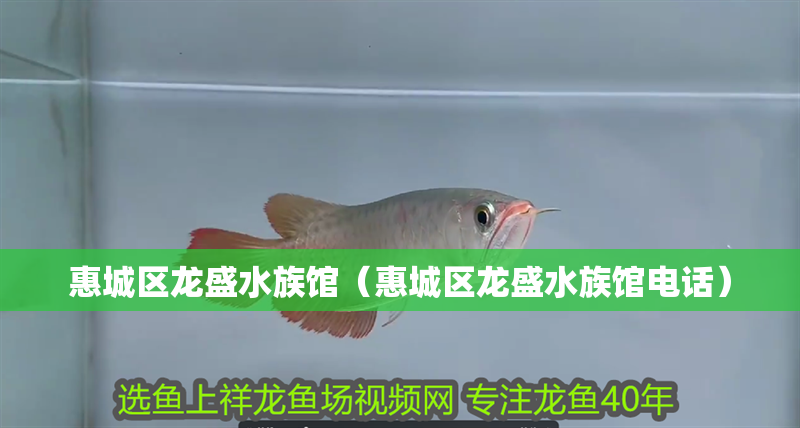 惠城區龍盛水族館（惠城區龍盛水族館電話）
