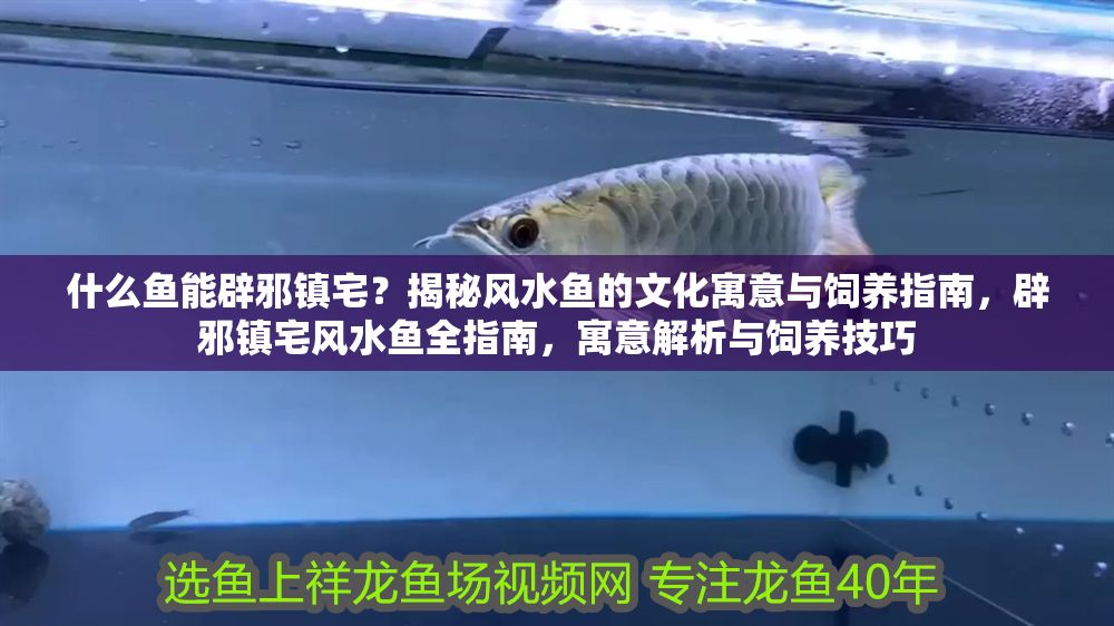 什么魚能辟邪鎮宅？揭秘風水魚的文化寓意與飼養指南，辟邪鎮宅風水魚全指南，寓意解析與飼養技巧