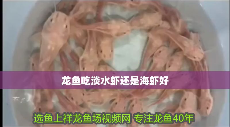 龍魚(yú)吃淡水蝦還是海蝦好