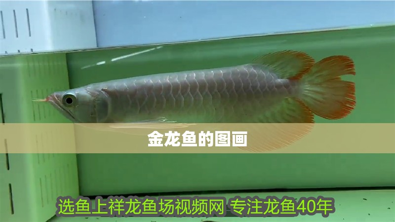 金龍魚的圖畫 金龍魚的圖畫 龍魚百科 第2張