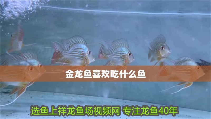 金龍魚喜歡吃什么魚