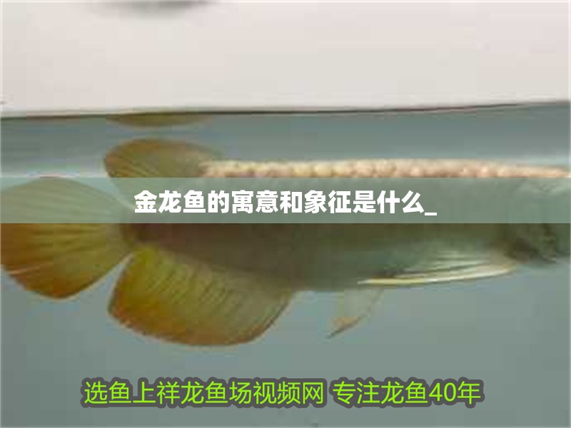 金龍魚的寓意和象征是什么_