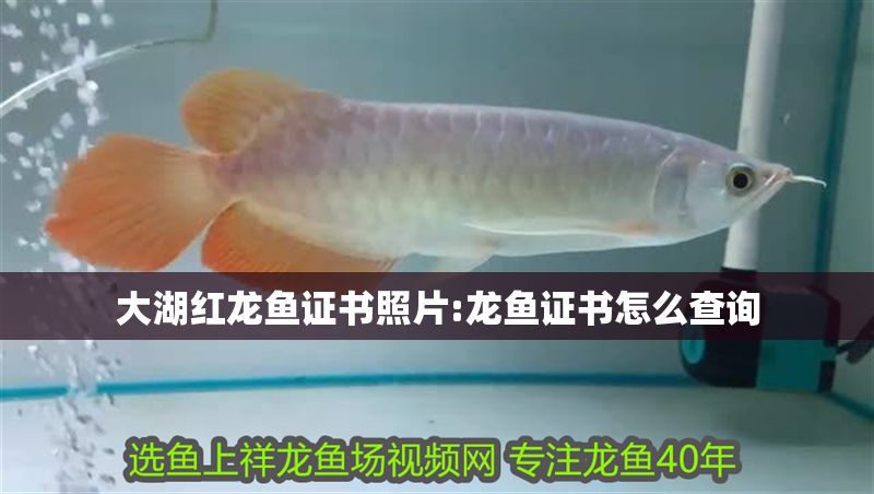 大湖紅龍魚證書照片:龍魚證書怎么查詢