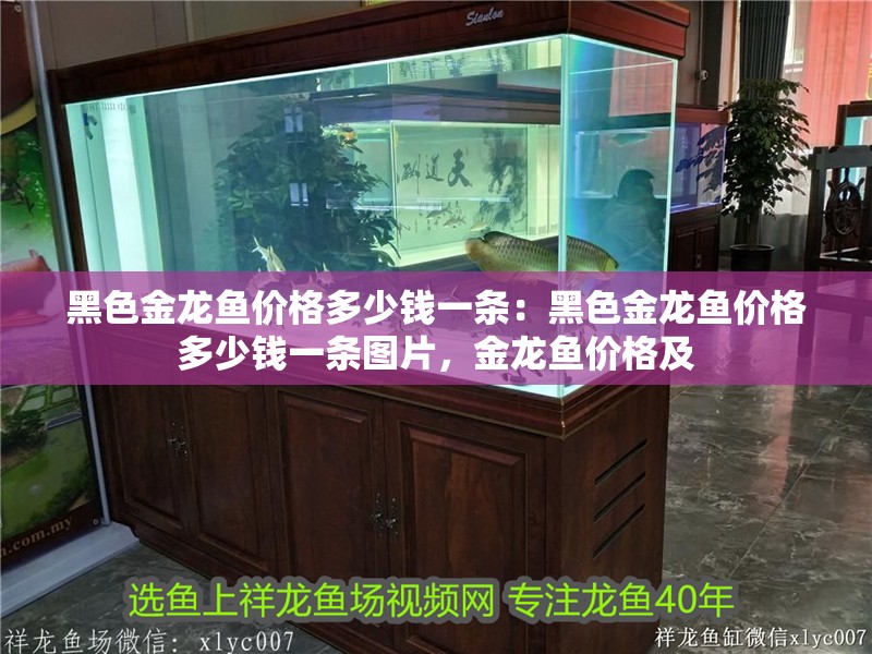 黑色金龍魚價格多少錢一條：黑色金龍魚價格多少錢一條圖片，金龍魚價格及