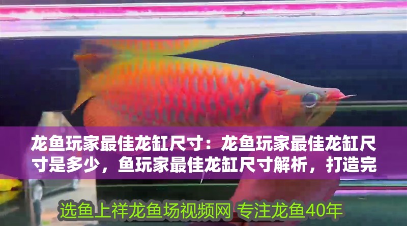 龍魚玩家最佳龍缸尺寸：龍魚玩家最佳龍缸尺寸是多少，魚玩家最佳龍缸尺寸解析，打造完美龍缸的尺寸