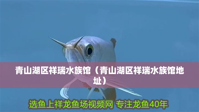 青山湖區祥瑞水族館（青山湖區祥瑞水族館地址）