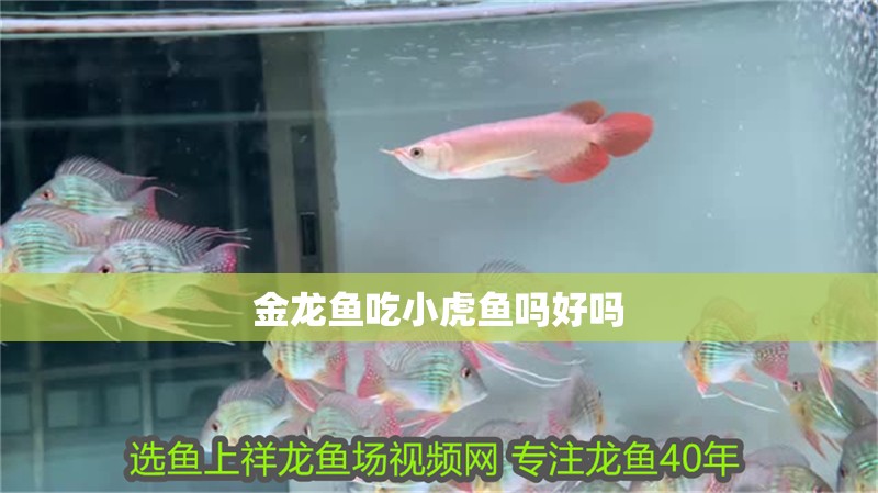 金龍魚吃小虎魚嗎好嗎