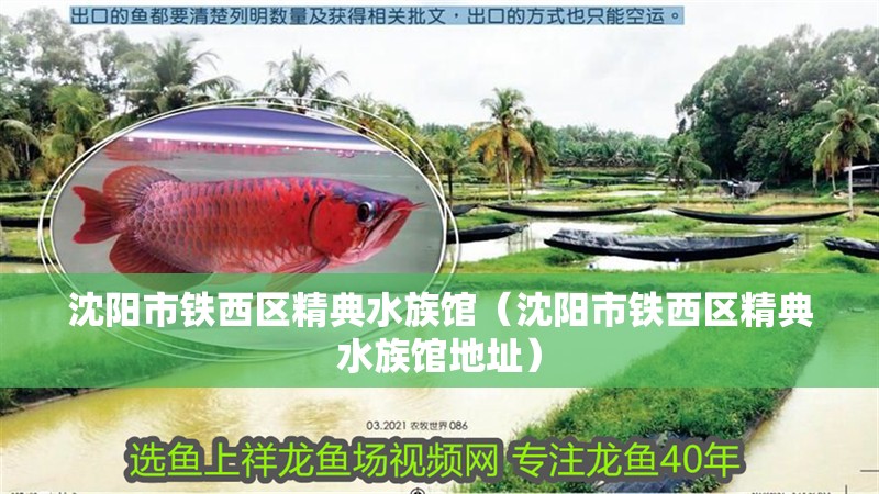 沈陽(yáng)市鐵西區(qū)精典水族館（沈陽(yáng)市鐵西區(qū)精典水族館地址）