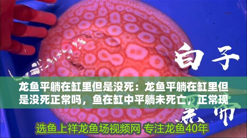 龍魚平躺在缸里但是沒死：龍魚平躺在缸里但是沒死正常嗎，魚在缸中平躺未死亡，正常現象還是潛在問題