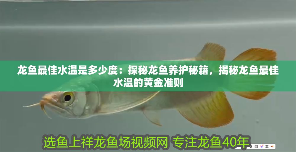 龍魚最佳水溫是多少度：探秘龍魚養護秘籍，揭秘龍魚最佳水溫的黃金準則