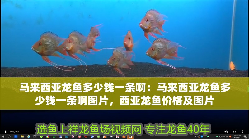 馬來西亞龍魚多少錢一條啊：馬來西亞龍魚多少錢一條啊圖片，西亞龍魚價格及圖片