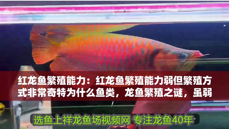 紅龍魚繁殖能力：紅龍魚繁殖能力弱但繁殖方式非常奇特為什么魚類，龍魚繁殖之謎，雖弱卻獨特的