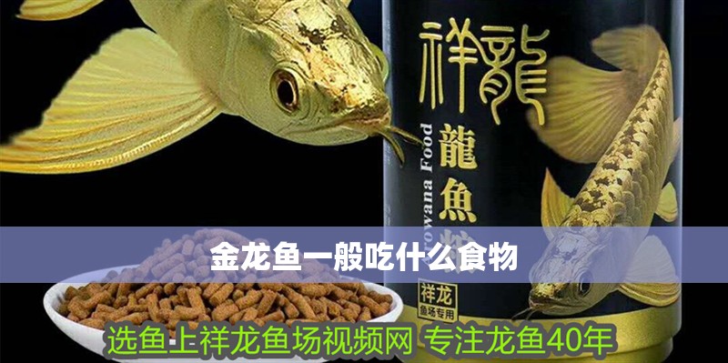金龍魚一般吃什么食物 龍魚百科 第2張 金龍魚一般吃什么食物 金龍魚一般吃什么食物 龍魚百科 第2張