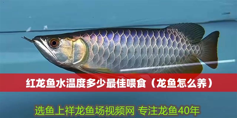 紅龍魚水溫度多少最佳喂食（龍魚怎么養） 紅龍魚水溫度多少最佳喂食（龍魚怎么養） 紅龍魚百科 第1張