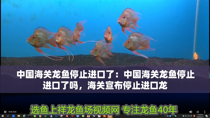 中國(guó)海關(guān)龍魚(yú)停止進(jìn)口了：中國(guó)海關(guān)龍魚(yú)停止進(jìn)口了嗎，海關(guān)宣布停止進(jìn)口龍