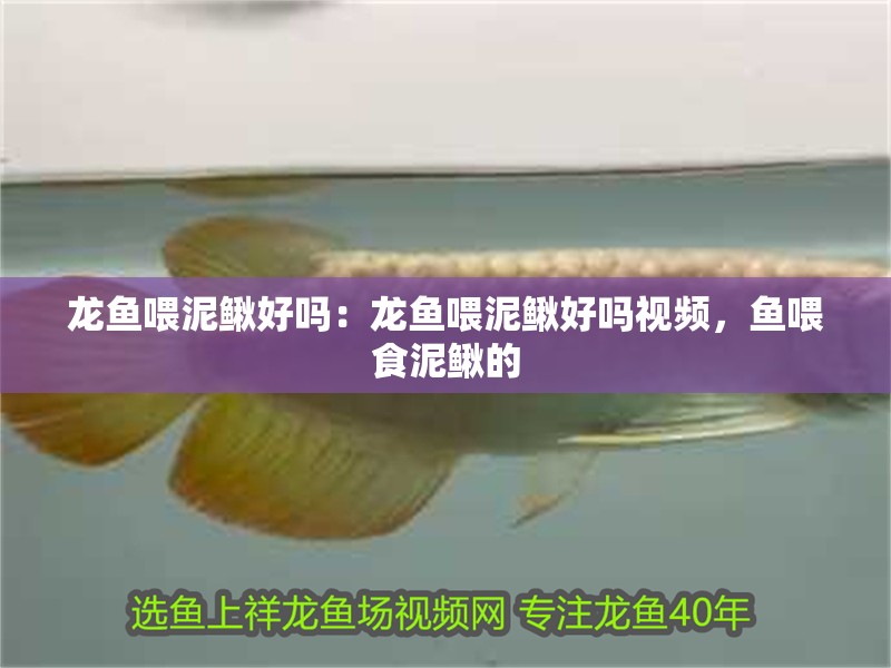 龍魚喂泥鰍好嗎：龍魚喂泥鰍好嗎視頻，魚喂食泥鰍的