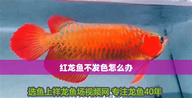 紅龍魚不發色怎么辦 紅龍魚不發色怎么辦 龍魚百科 第2張