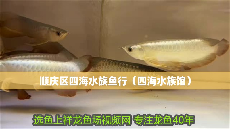 順慶區(qū)四海水族魚(yú)行（四海水族館）