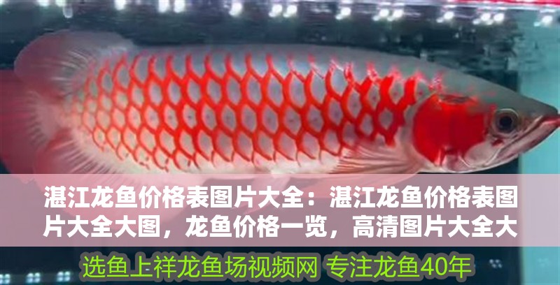 湛江龍魚價格表圖片大全：湛江龍魚價格表圖片大全大圖，龍魚價格一覽，高清圖片大全大