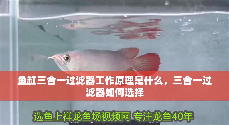 魚(yú)缸三合一過(guò)濾器工作原理是什么，三合一過(guò)濾器如何選擇