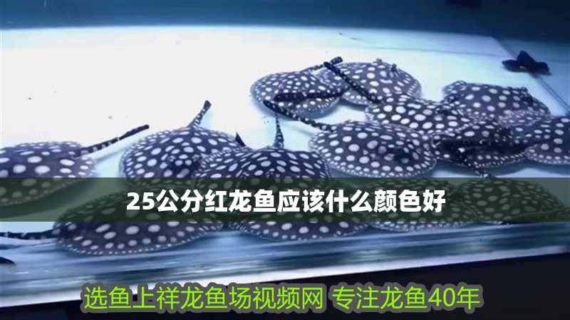 25公分紅龍魚應該什么顏色好 25公分紅龍魚應該什么顏色好 龍魚百科 第2張