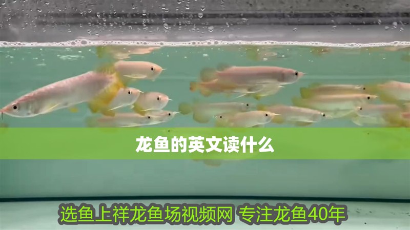 龍魚的英文讀什么