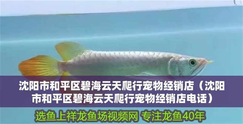 沈陽市和平區碧海云天爬行寵物經銷店（沈陽市和平區碧海云天爬行寵物經銷店電話）