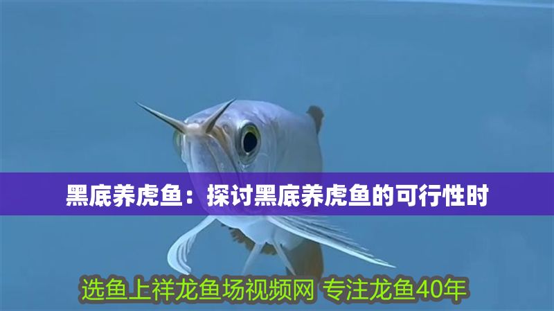 黑底養虎魚：探討黑底養虎魚的可行性時 黑底養虎魚：探討黑底養虎魚的可行性時 虎魚百科 第2張
