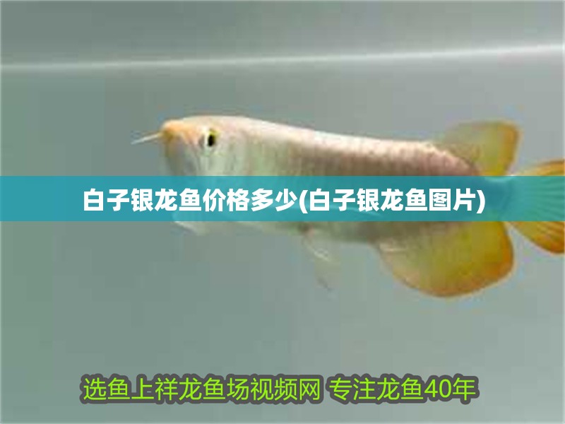 白子銀龍魚價格多少(白子銀龍魚圖片)