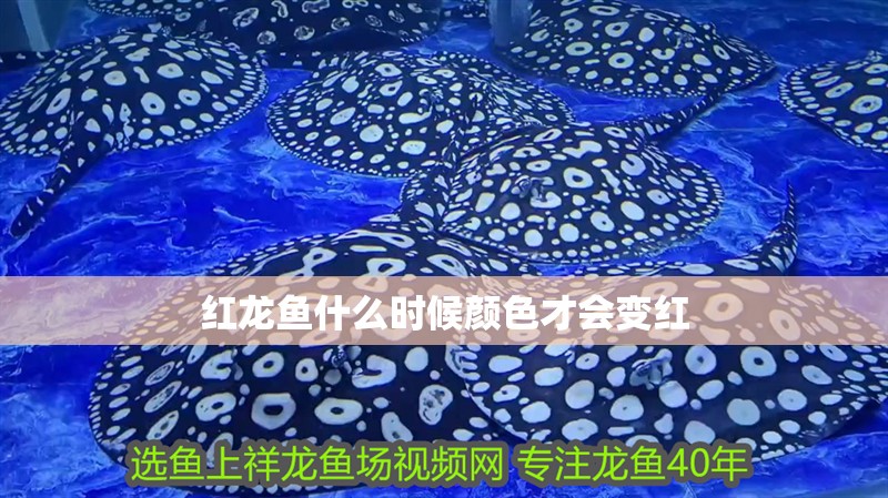 紅龍魚(yú)什么時(shí)候顏色才會(huì)變紅