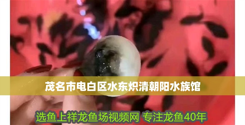 茂名市電白區(qū)水東熾清朝陽水族館