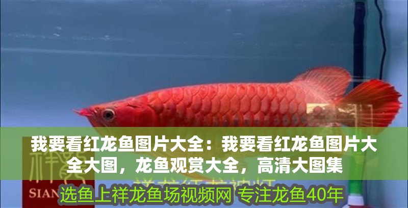 我要看紅龍魚圖片大全：我要看紅龍魚圖片大全大圖，龍魚觀賞大全，高清大圖集